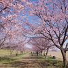 坂戸市　北浅羽桜堤公園の寒桜