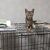 子猫の成長って早いですね