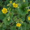 八ヶ岳の峰に咲く花・花・花