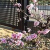 桃ちゃんが開花。。