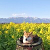 BIWAKOモニュメントと菜の花畑　～第１・第２なぎさ公園（滋賀県守山市）～