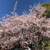 ＃上野公園の桜トップは大寒桜