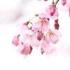 とりあえずサクラさくら。今年の桜。