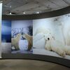 大阪高島屋にて１５日から・星野道夫写真展！　没後２０年「星野道夫の旅」