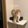 雨田甘夏、早起きです。【猫とポストと縦型事情】