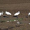 クロツラヘラサギ飛来　比川田原で4羽確認（沖縄県）