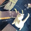 うめっこ＊リアル猫じゃらしに夢中❤︎