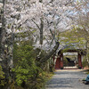 常照寺の桜花