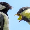 いろんな鳥の雛が見られました！　5月10日今日撮り野鳥動画まとめ