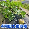 9月に植えた大根を4月に収穫！頭が切られた大根は本当に食べられる？