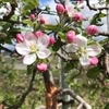 リンゴの花
