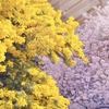 蔵前神社のミモザ2024！桜の開花状況&見ごろは？今年は早い？