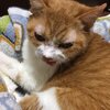 猫写真♯481