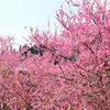 春の花で気持ちをほぐす　おおくぼ台梅園