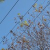 電磁波の影響?  葉を落とさないコナラの枝