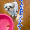 今年もノミダニ予防薬を飲もうね！！