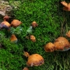 The 'miracle' of mushrooms existing on this Earth