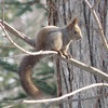 野幌森林公園！12　エゾリスは公園で何をする？森のウィンナーソーセージ？