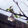 今年も富士桜が開花