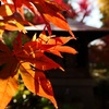 Fall colors　その2