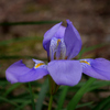 カンザキアヤメ：寒咲菖蒲