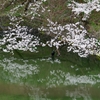 東京の桜を巡る旅2025⑥『千鳥ヶ淵～九段下駅』