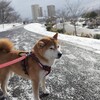 初雪