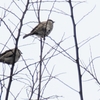 野火止用水の鳥