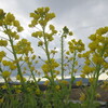 菜の花や月は東に日は西に