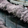 京急　大岡川の桜　２０１５　その２