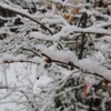 香川でも雪～