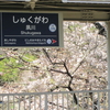 さくら、サクラ、桜　夙川　兵庫県　西宮市