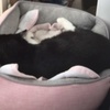 ◼️窓辺でおやすみ💤❣️