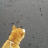 冬の盛り？のはずなのに…