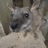 キスをしたがる　カンガルー(^^)  シャボテン動物公園