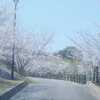 木津城山公園の桜撮影記録