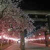 夜桜