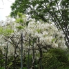 今日の花　純白