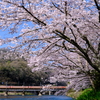 備中川面の満開の桜並木と、第2高梁川橋りょうを渡る国鉄特急色の381系を撮る！