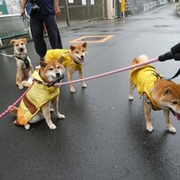 新人研修（犬習）は　雨の日もつづく！　柴犬はお外で用足しするもんで…