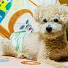 犬　糖尿病　採血＆ワクチン