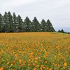 宮崎といったら地鶏を食べないと！！オススメの小林コース^^