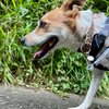 西陽射す道で、急な坂道で。バテた犬とその飼い主。