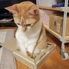 小さな箱にも頑張って入るよ😺