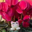 しあわせ🐾だ・ら・け🐾：だらけ猫公式ブログ