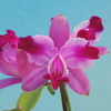 Cattleya  intermedia   f.aquinii rubra  `Kurenai'