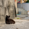 八重山諸島のねこさん