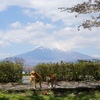 富士山とさくら　～ 御殿場東山湖編 ～　（第１８８７話）