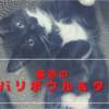 猫壱のバリバリボウル＆タワー