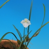 Isabelia pulchella　f.alba&#039;White Clauds&#039; OG